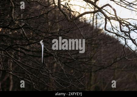 Glaçons dans les branches d'un hêtre Banque D'Images