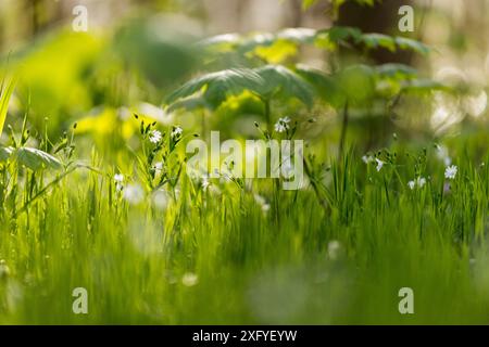 Printemps dans la vallée de printemps à Glücksburg dans la forêt, l'herbe à poules des bois Banque D'Images