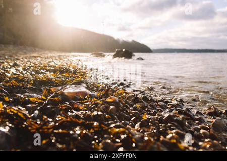 Plage de la mer Baltique dans la vallée de printemps à Janaur avec des pierres et une méduse de feu Banque D'Images