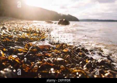 Plage de la mer Baltique dans la vallée de printemps à Janaur avec des pierres et une méduse de feu Banque D'Images