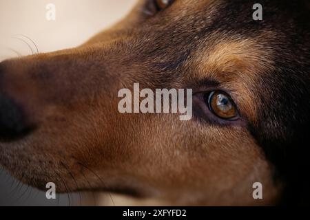 Visage de chien gros plan, chien de race mixte Banque D'Images