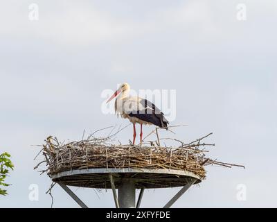 Descendance de cigogne à Wichmar (Thuringe). Banque D'Images