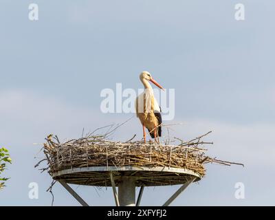 Descendance de cigogne à Wichmar (Thuringe). Banque D'Images