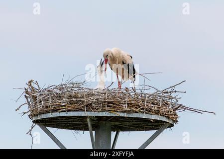 Descendance de cigogne à Wichmar (Thuringe). Banque D'Images