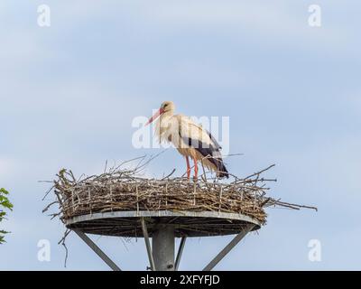 Descendance de cigogne à Wichmar (Thuringe). Banque D'Images