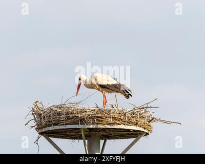 Descendance de cigogne à Wichmar (Thuringe). Banque D'Images