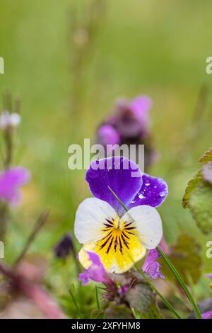 Pensée sauvage, violet champ, gouttes de rosée Banque D'Images