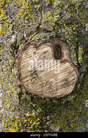 Branche sciée en forme de coeur Banque D'Images