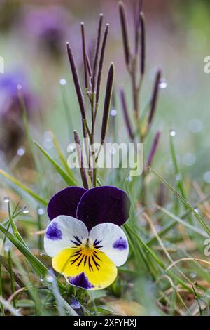 Pensée sauvage, violet champ, gouttes de rosée Banque D'Images