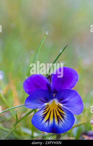 Pensée sauvage, violet champ, gouttes de rosée Banque D'Images