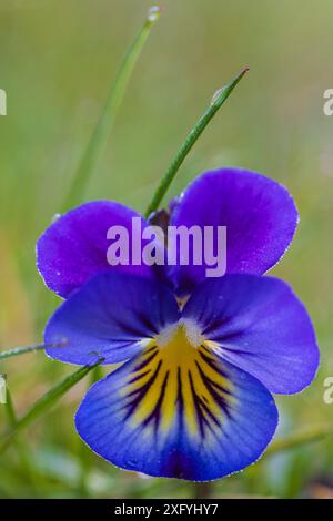 Pensée sauvage, violet champ, gouttes de rosée Banque D'Images