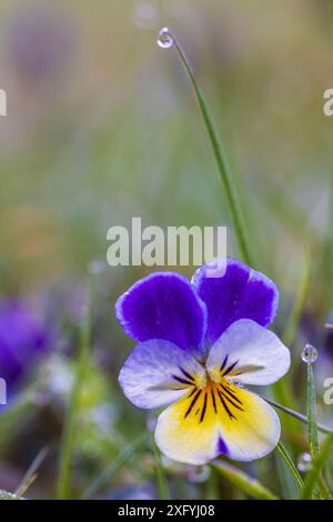 Pensée sauvage, violet champ, gouttes de rosée Banque D'Images