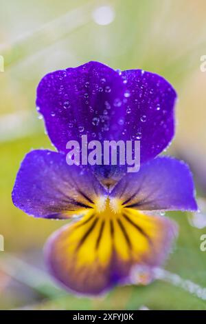 Pensée sauvage, violet champ, gouttes de rosée Banque D'Images