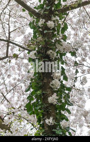 Vue rapprochée verticale d'un tronc d'arbre couvert de lierre vert et de fleurs blanches au printemps Banque D'Images