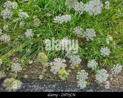 Fleurs sauvages dans un fossé au bord de la route à côté d'un pré dans une zone rurale en Rhénanie du Nord-Westphalie, Allemagne Banque D'Images