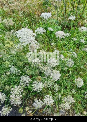 Fleurs sauvages dans un fossé au bord de la route à côté d'un pré dans une zone rurale en Rhénanie du Nord-Westphalie, Allemagne Banque D'Images