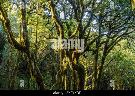 Forêt dans le parc national de Garajonay, site du patrimoine mondial de l'UNESCO sur l'île de la Gomera, îles Canaries, Espagne Banque D'Images