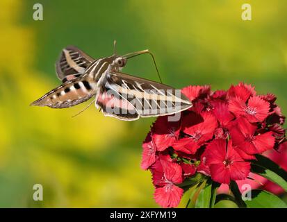 Un Sphinx à lignes blanches pollinisant une fleur rouge Sweet William dans un jardin aux ailes ouvertes. Banque D'Images