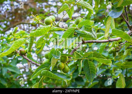 Noix mûrissantes sur un noyer (Juglans regia) avec de belles feuilles vertes. Banque D'Images