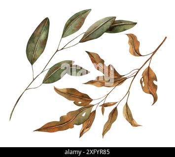 Feuilles d'automne à divers stades de décomposition. La collection botanique aquarelle est dessinée à la main dans le style automne. Pour les designs saisonniers, dans les cartes postales Banque D'Images