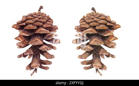 Cônes de sapin ou de pin bruns secs. Grand ensemble de cônes de cèdre ouverts. Illustration d'aquarelle botanique d'hiver. Pour les études académiques sur les plantes conifères Banque D'Images