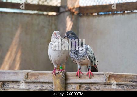 Couple de pigeons amoureux, pigeons romance temps, photo romantique oiseaux (appariement de pigeons) Banque D'Images