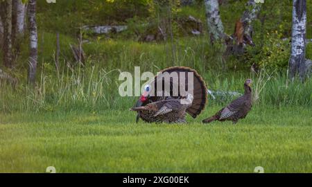 Tom dinde bavardant pour deux poules un matin de mai dans le nord du Wisconsin. Banque D'Images