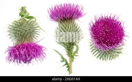 Têtes de fleurs de chardon Marie isolées sur fond blanc. Banque D'Images