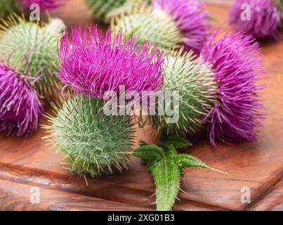 Têtes de fleurs de chardon Marie sur planche à découper en bois de gros plan. Banque D'Images