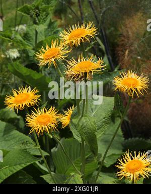 Elecampane, Horse-Heal ou Elfdock, Inula helenium, Asteraceae. Eurasie. Banque D'Images