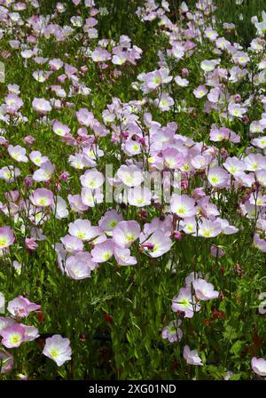 Soirée Primrose 'Siskiyou', alias. Pinkdames, Pink Evening Primrose, Showy Evening Primrose, Mexican Primrose, Oenothera speciosa, Onagraceae. Mexique. Banque D'Images