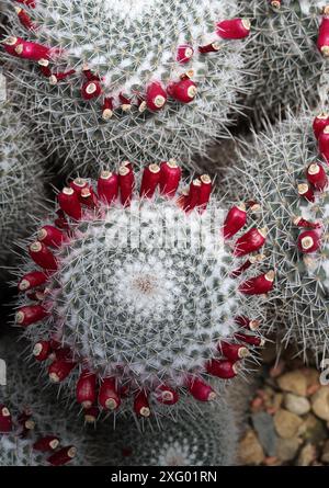 Cactus, Mammillaria geminispina, Cactacées. Gousses de semences. Banque D'Images