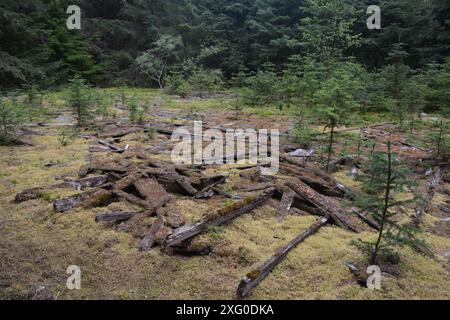 Les vieilles fondations en bois sont tout ce qui reste de cette ville abandonnée de la ruée vers l'or du Klondike de Dyea, en Alaska, située à la tête du Chilkoot Pass Trail. Banque D'Images