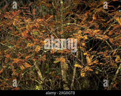 Forêt luxuriante d'automne près de Leominster, Herefordshire, Royaume-Uni Banque D'Images