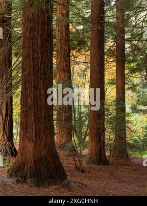 Forêt luxuriante d'automne près de Leominster, Herefordshire, Royaume-Uni Banque D'Images