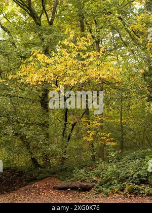 Forêt luxuriante d'automne près de Leominster, Herefordshire, Royaume-Uni Banque D'Images