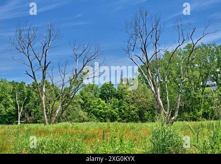 Teaneck Creek Conservancy à Teaneck, NJ, États-Unis. Une belle scène de zone humide, avec des ciels bleus et deux arbres morts sur une prairie. Banque D'Images