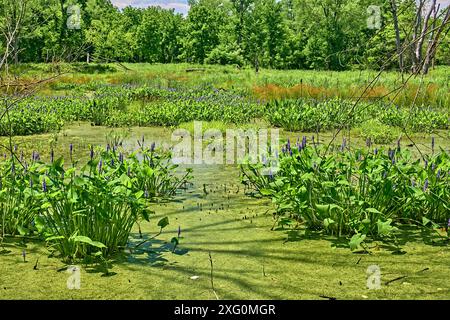 Teaneck Creek Conservancy à Teaneck, NJ, États-Unis. Une belle scène de zone humide, avec un gros plan de plantes de brochet violettes dans un petit marais. Banque D'Images
