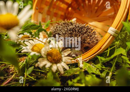 Un hérisson curieux qui jette un coup d'œil à son panier en osier Home in the Garden. Banque D'Images