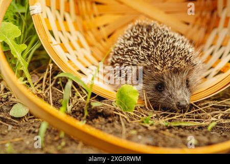 Un hérisson curieux qui jette un coup d'œil à son panier en osier Home in the Garden. Banque D'Images