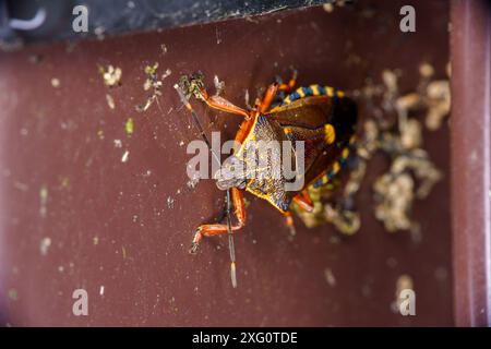 Pinthaeus sanguinipes famille Pentatomidae Genus Pinthaeus Pinthaeus Stink insecte nature sauvage Photographie, image, papier peint Banque D'Images