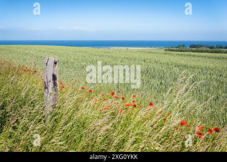 Prairie florale en face du fjord Baltique en Allemagne Banque D'Images