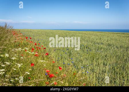 Prairie florale en face du fjord Baltique en Allemagne Banque D'Images