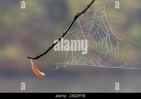 Toile d'araignée recouverte de rosée entre les branches d'un bouleau à l'aube. Toile d'araignée avec gouttes d'eau sur un matin d'automne froid Banque D'Images