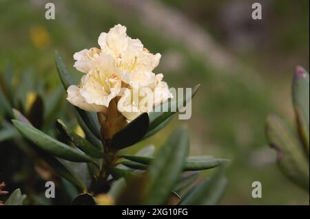 Gros plan sur le Bush rhododendron blanc des montagnes. floraison printanière Banque D'Images