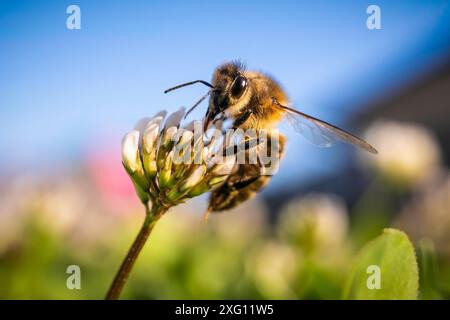 Gros plan de l'abeille au travail sur la fleur de trèfle blanche collectant le pollen, fond d'abeille Banque D'Images
