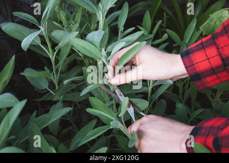 Récolte de sauge, la femme coupe les mains de feuilles de sauge de jardin dans le lit de jardin d'herbes Banque D'Images