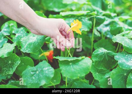 Cueillette à la main nasturtium, fleurs de nasturtium et récolte de feuilles (Tropaeolum Majus) dans un jardin biologique Banque D'Images