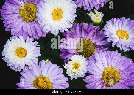 Aster de Chine (Callistephus chinensis) fleurs blanches violettes dans le jardin, vue de dessus Banque D'Images