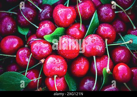 Cerise mûre récoltée dans le jardin d'été, cerises douces avec des feuilles vertes, fruits mouillés, fond alimentaire Banque D'Images